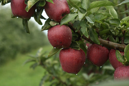 Kauffman Orchards Fresh Red Delicious Apples, Hand-Picked in Our Lancaster County Orchard