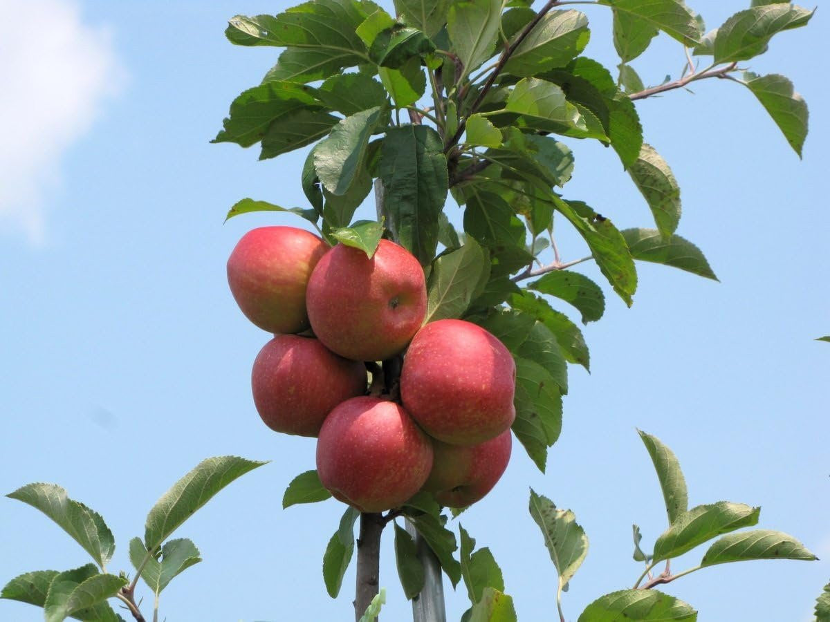 Jonagold Apples