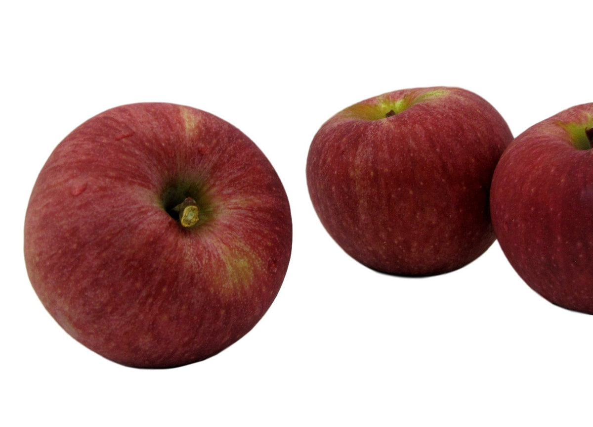 Fresh Stayman Apples, Hand-Picked in Our Lancaster County Orchard