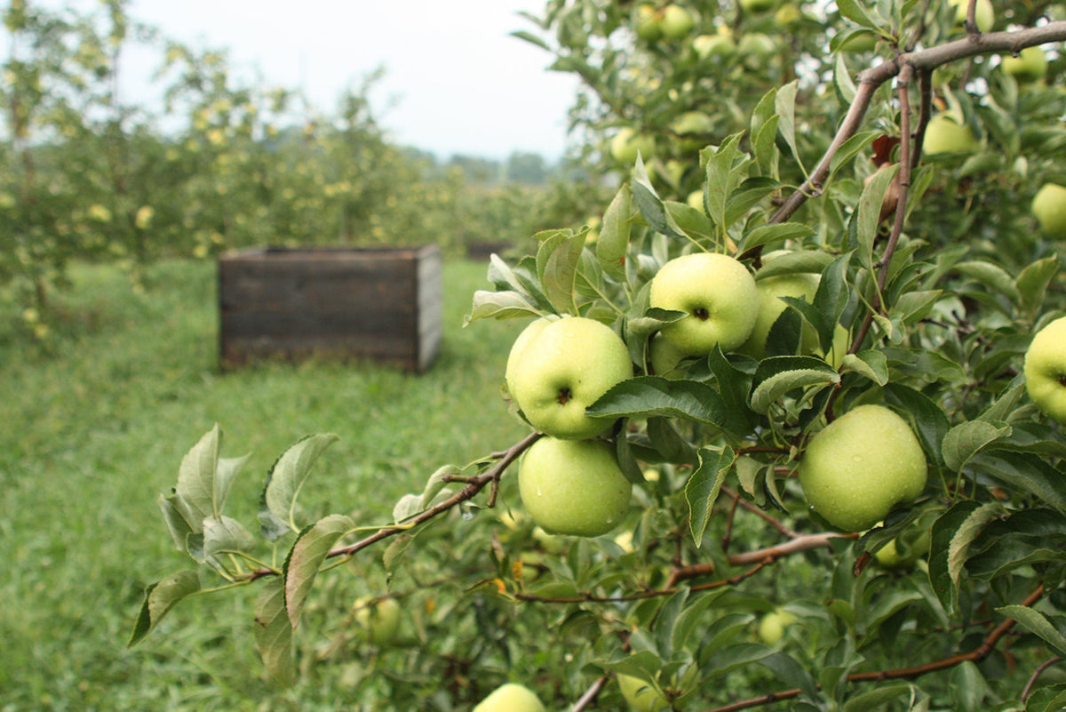 Kauffman Orchards Fresh Golden Delicious Apples, Hand-Picked in Our Lancaster County Orchard