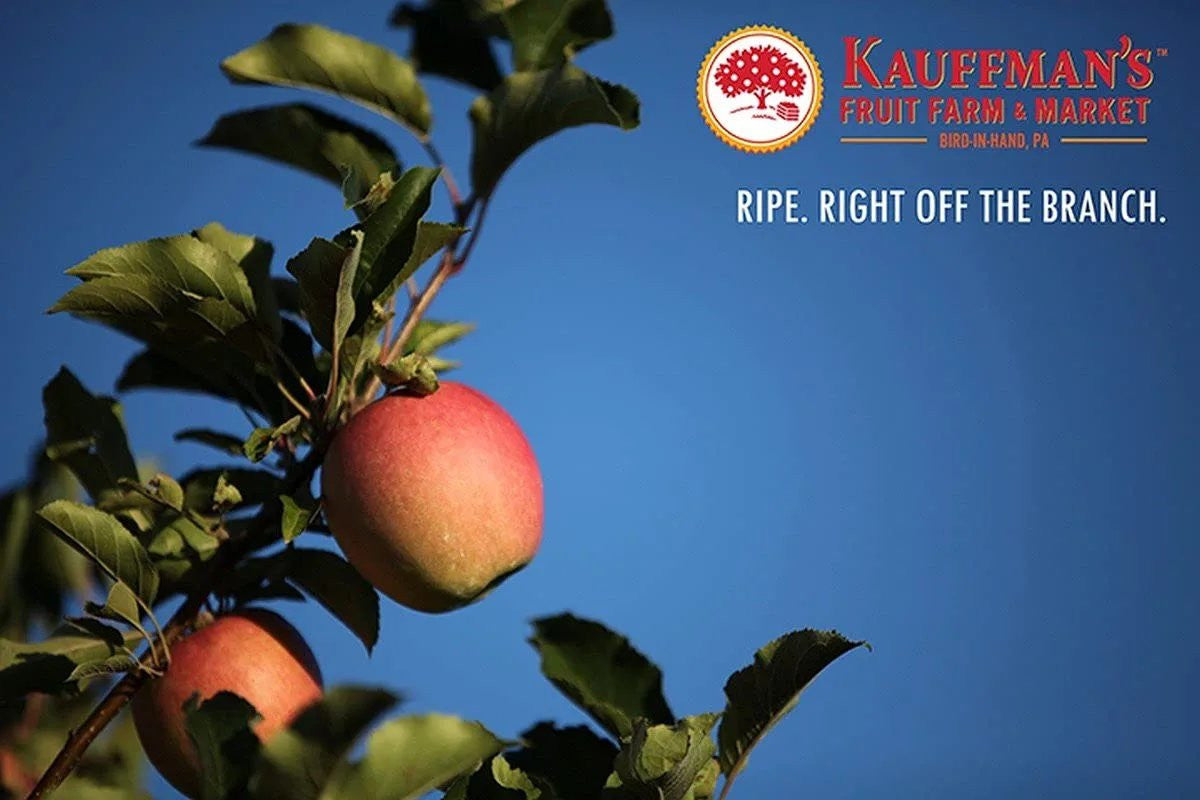 Fresh-Picked Pink Lady Apples