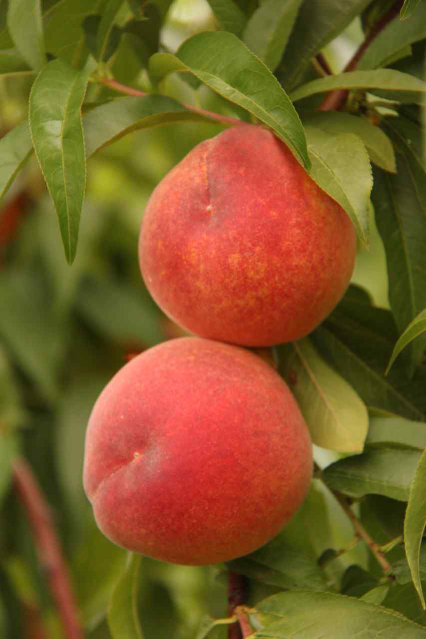 Kauffman Orchards Fresh-Picked, Sun-Ripened Peaches