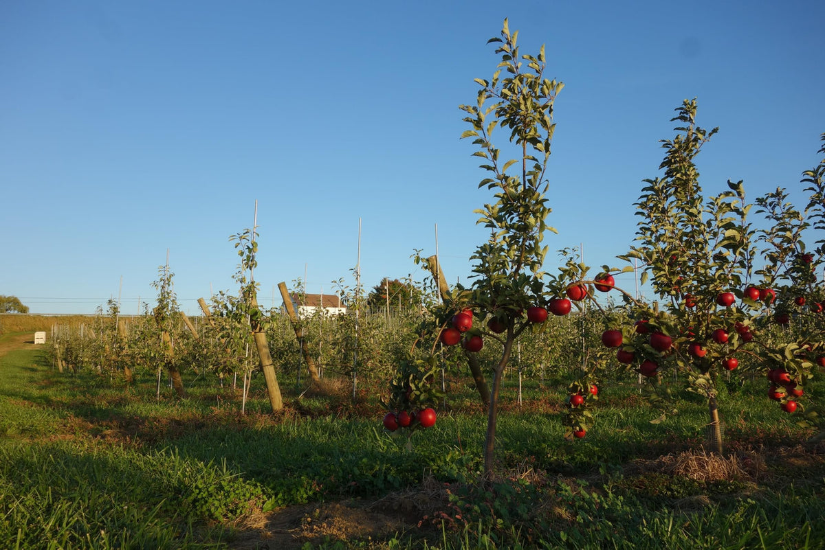 Kauffman Orchards Fresh Red Delicious Apples, Hand-Picked in Our Lancaster County Orchard