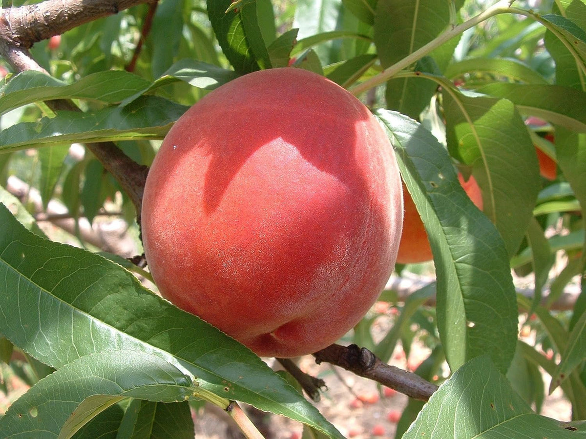 Kauffman Orchards Fresh Peaches, Home-Grown in Lancaster County, Pennsylvania