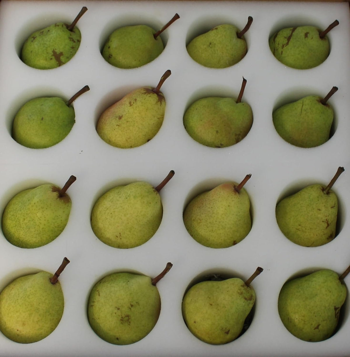 Fresh Bartlett Pears, Hand-Picked in Our Orchard