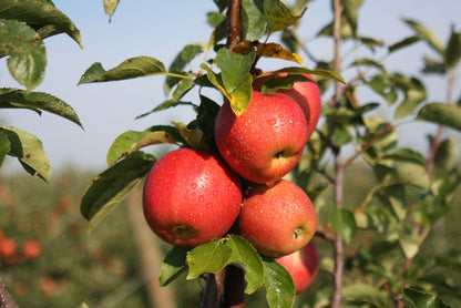 Evercrisp Apples