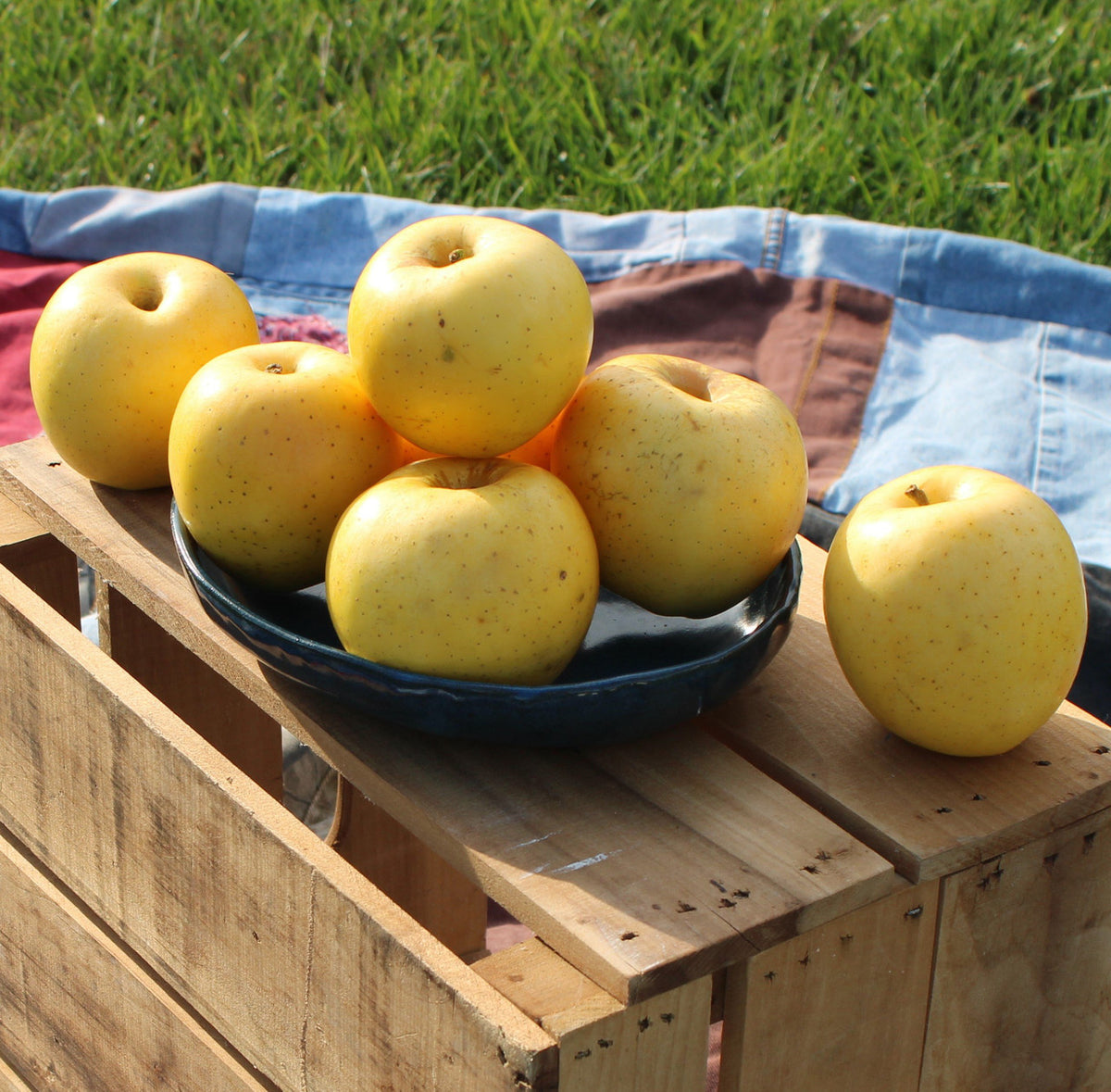 Fresh Blondee Apples, Hand-Picked In Our Own Orchard