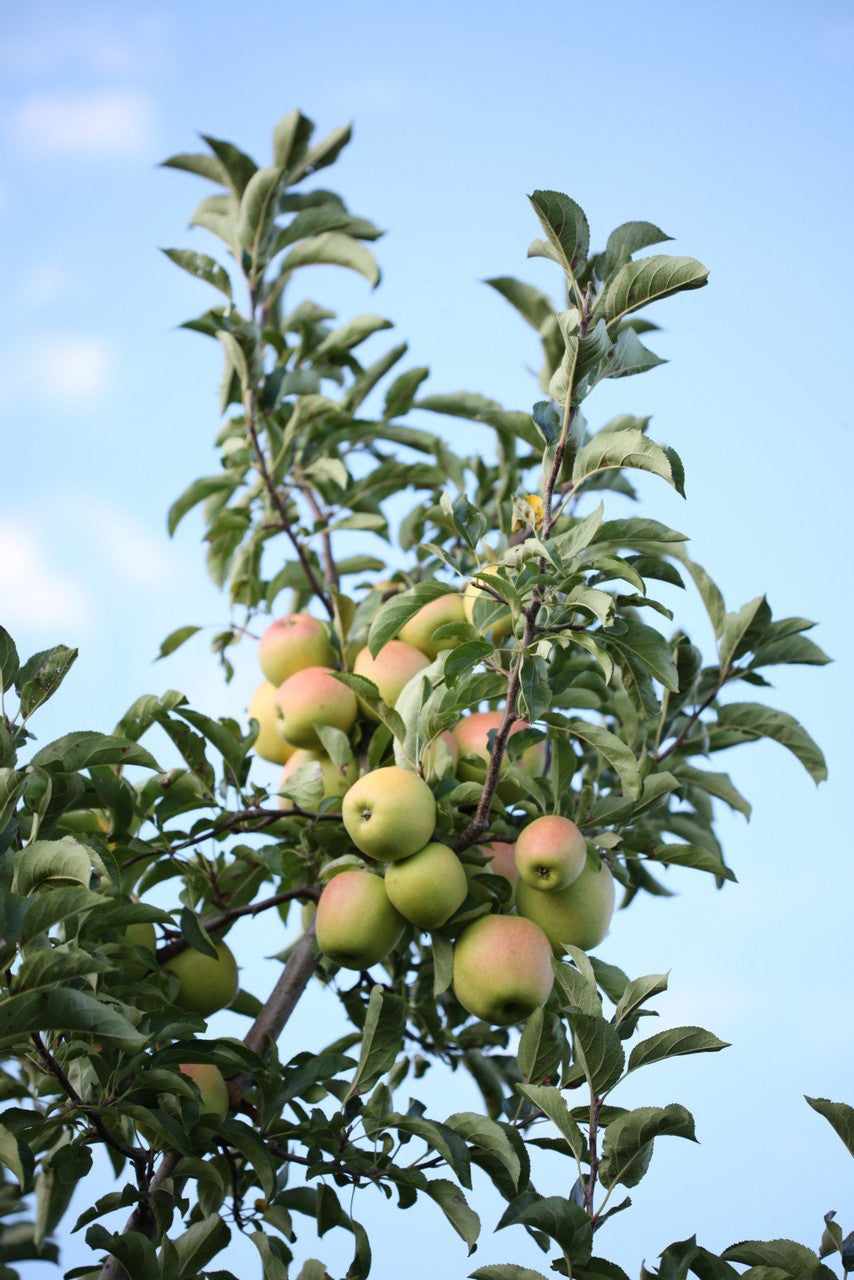 Fresh Blondee Apples, Hand-Picked In Our Own Orchard