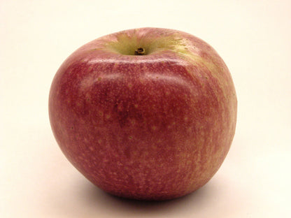 Fresh Stayman Apples, Hand-Picked in Our Lancaster County Orchard
