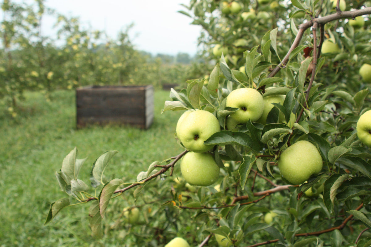 Crispin Apples