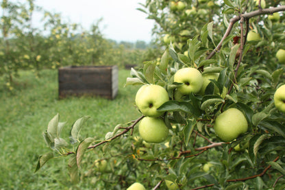 Crispin Apples