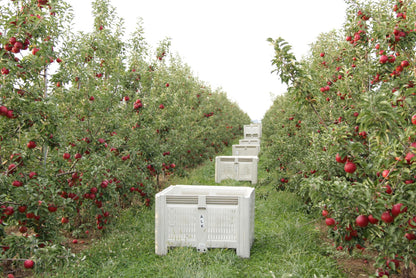 Kauffman Orchards Fresh Red Delicious Apples, Hand-Picked in Our Lancaster County Orchard