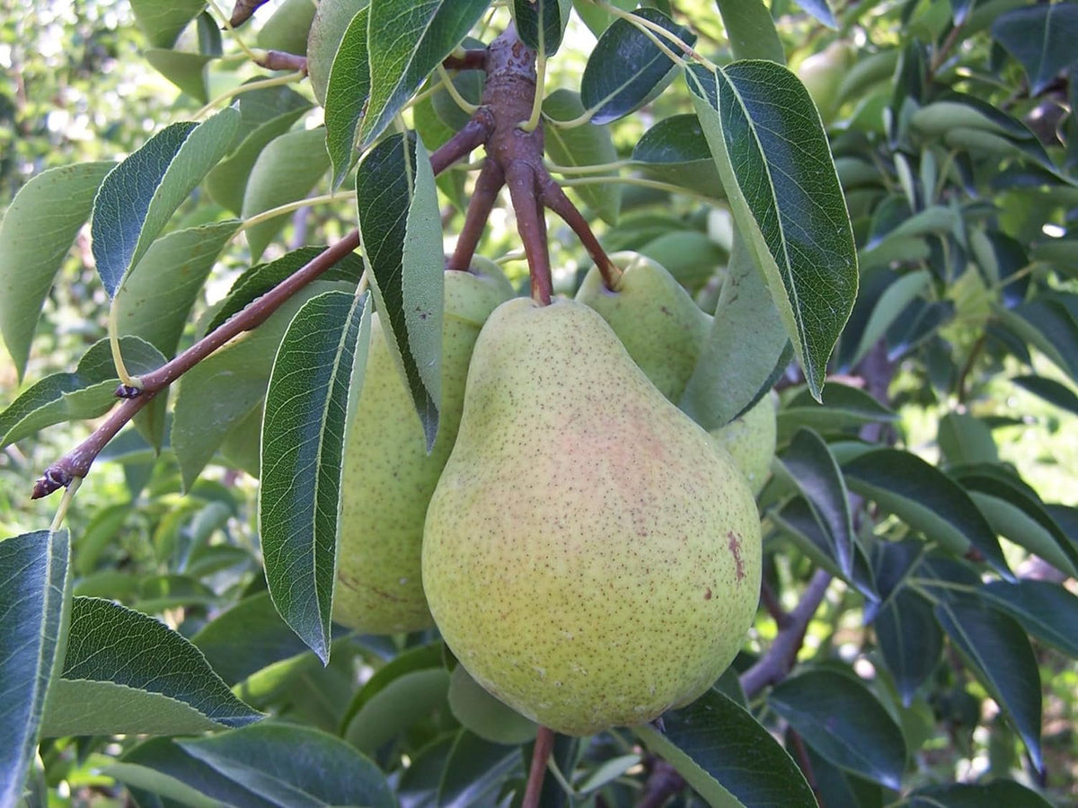 Fresh Bartlett Pears, Hand-Picked in Our Orchard