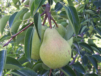 Fresh Bartlett Pears, Hand-Picked in Our Orchard