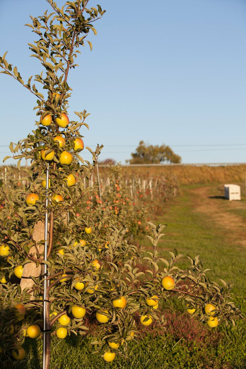Crispin Apples