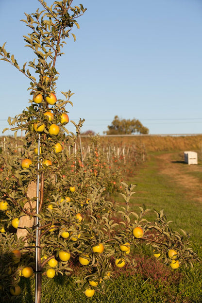 Crispin Apples