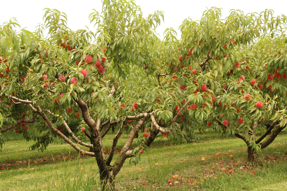 Kauffman Orchards Sun-Ripened Early Peaches