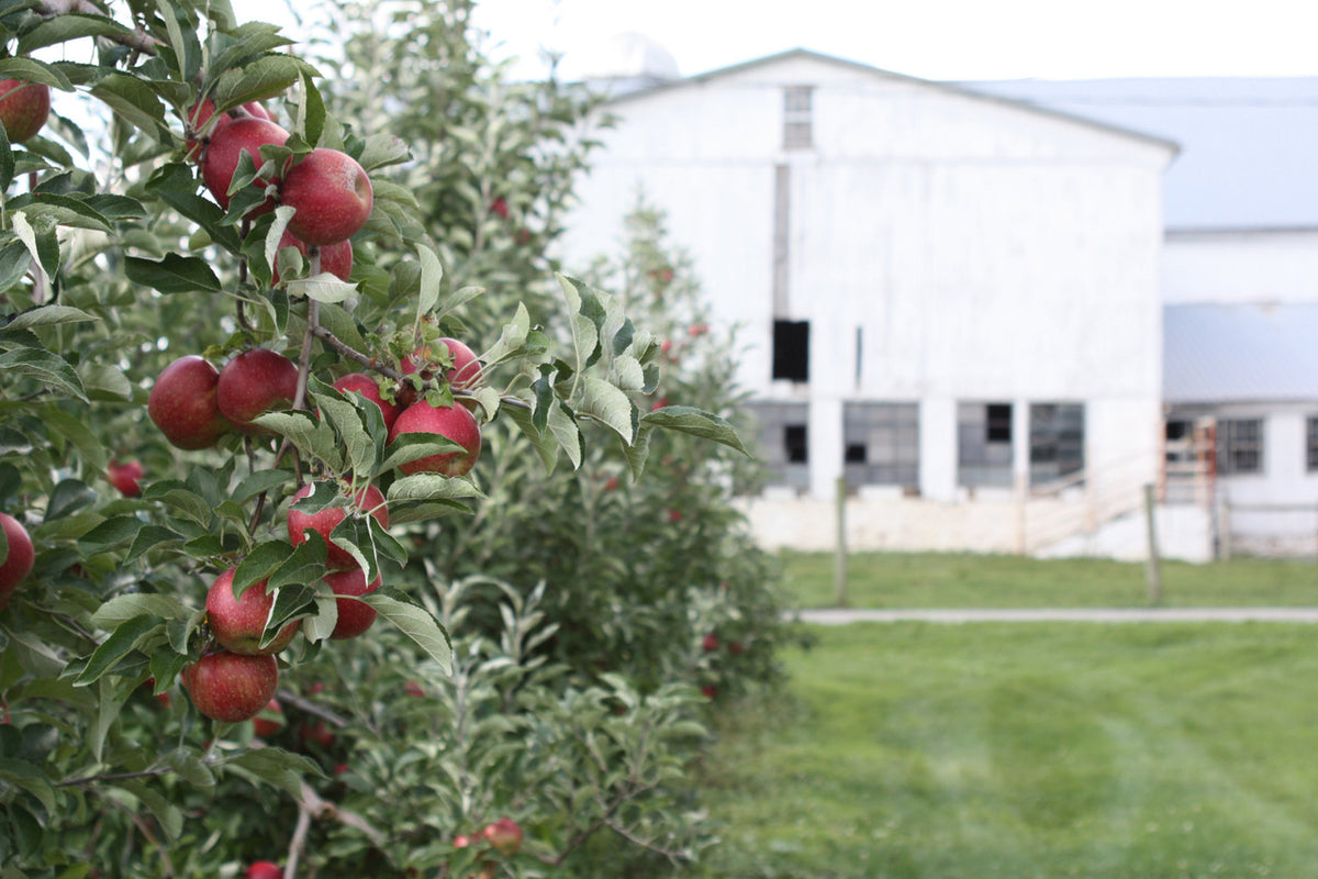 Honeycrisp Apples