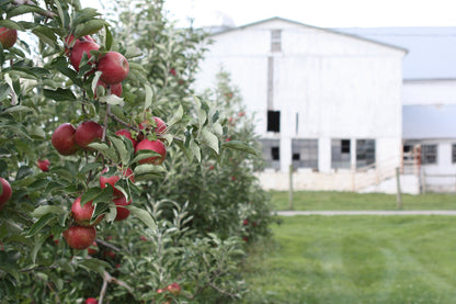 Honeycrisp Apples