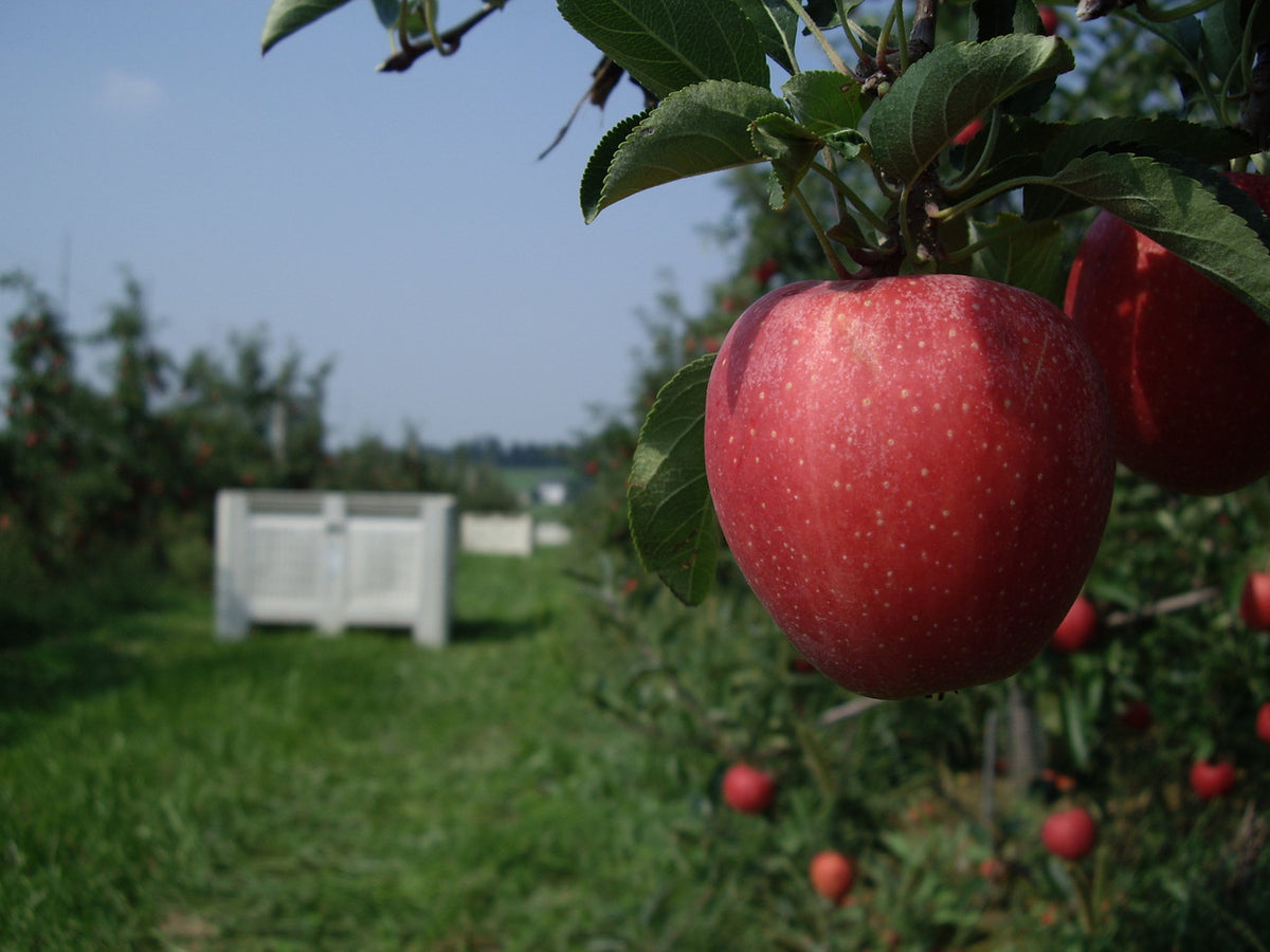 Gala Apples