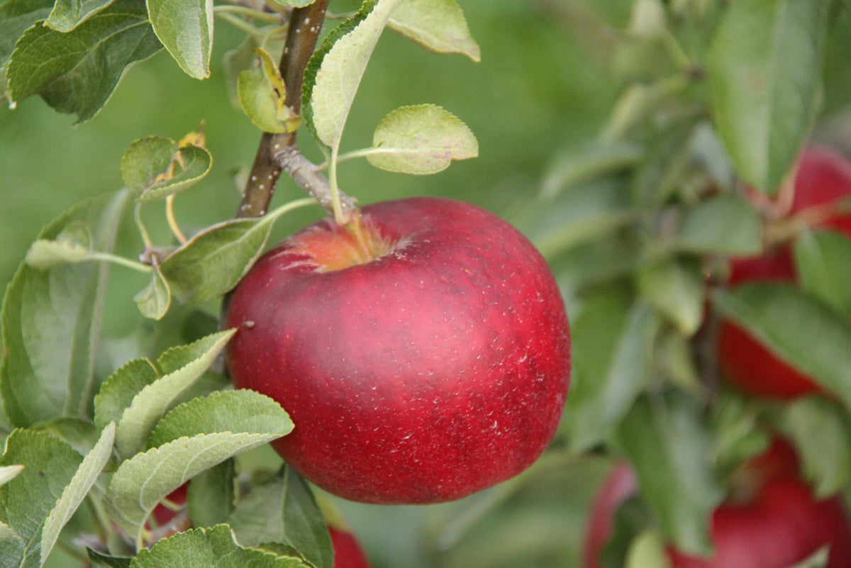 Crimson Crisp Apples