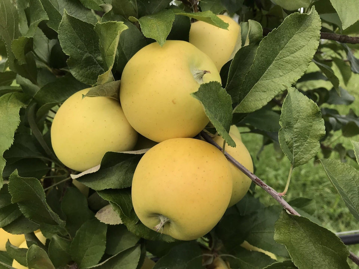 Fresh Blondee Apples, Hand-Picked In Our Own Orchard