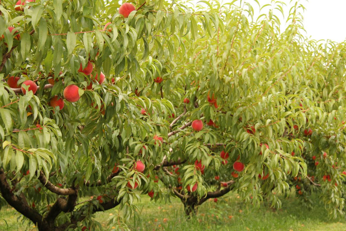 Kauffman Orchards Fresh-Picked, Sun-Ripened Peaches