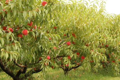 Kauffman Orchards Fresh-Picked, Sun-Ripened Peaches