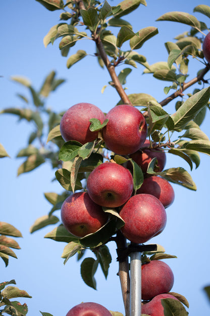 Fresh Empire Apples, Hand-Picked In Our Orchard