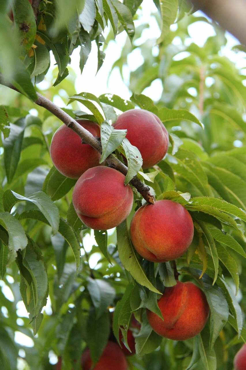 Kauffman Orchards Sun-Ripened Early Peaches