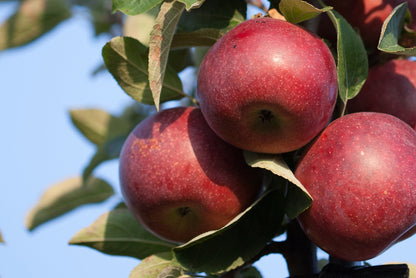 Macintosh Apples