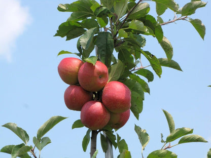 Crimson Crisp Apples