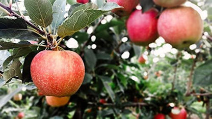 Kauffman Orchards Fresh-Picked Evercrisp Apples
