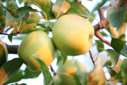 Kauffman Orchards Fresh Golden Delicious Apples, Hand-Picked in Our Lancaster County Orchard
