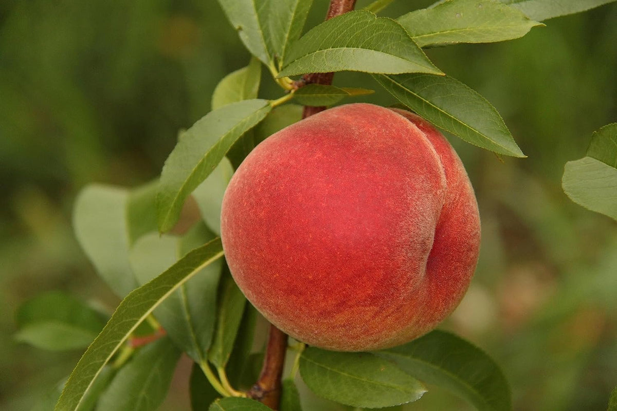 Kauffman Orchards Fresh Peaches, Home-Grown in Lancaster County, Pennsylvania