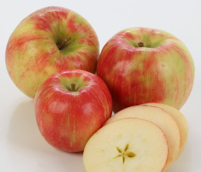 Homegrown, Fresh-Picked Honeycrisp Apples
