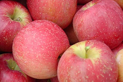 Kauffman Orchards Fresh-Picked Evercrisp Apples