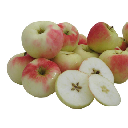 Sansa Apples