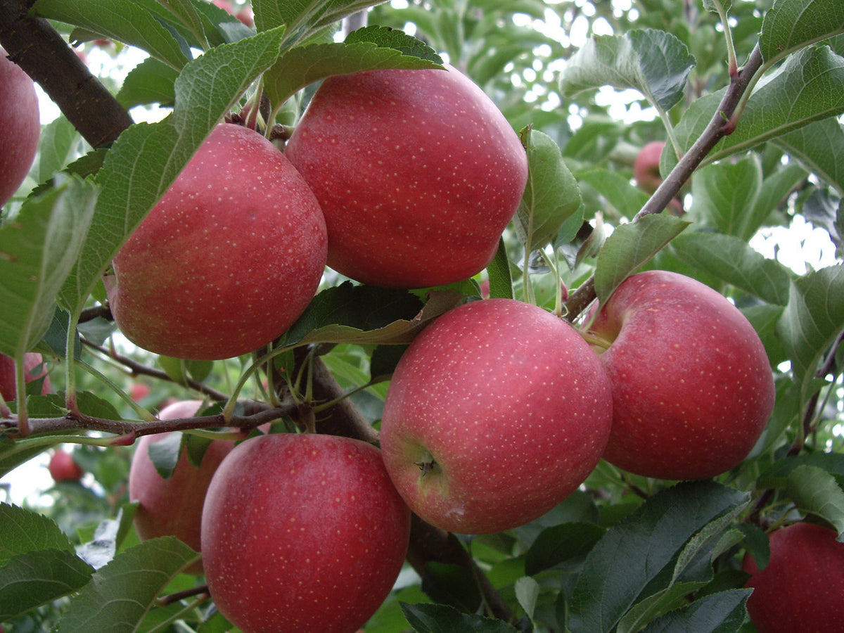 Nittany Apples