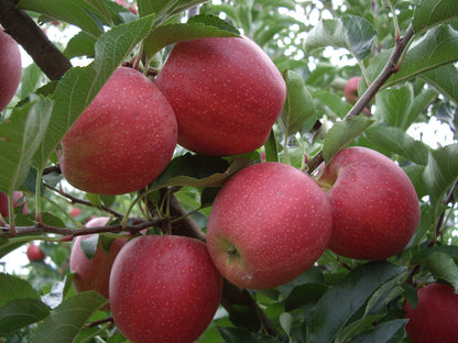 Nittany Apples