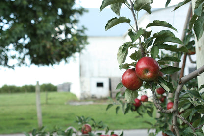 Jonagold Apples