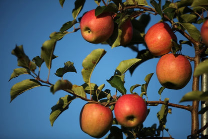 Fresh-Picked Pink Lady Apples