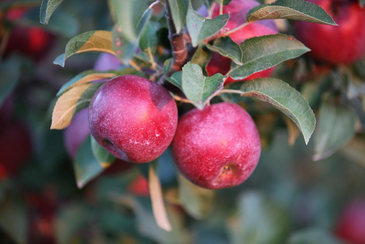 Cortland Apples