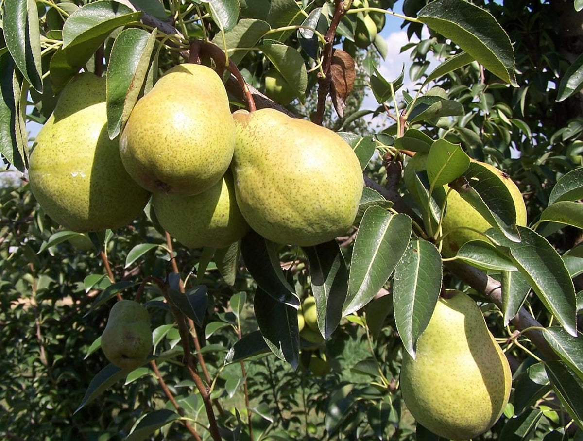 Fresh Bartlett Pears, Hand-Picked in Our Orchard