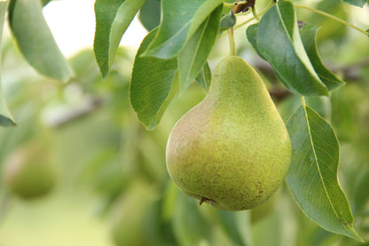 Fresh Harrow Crisp Pears, Hand-Picked In Our Orchard