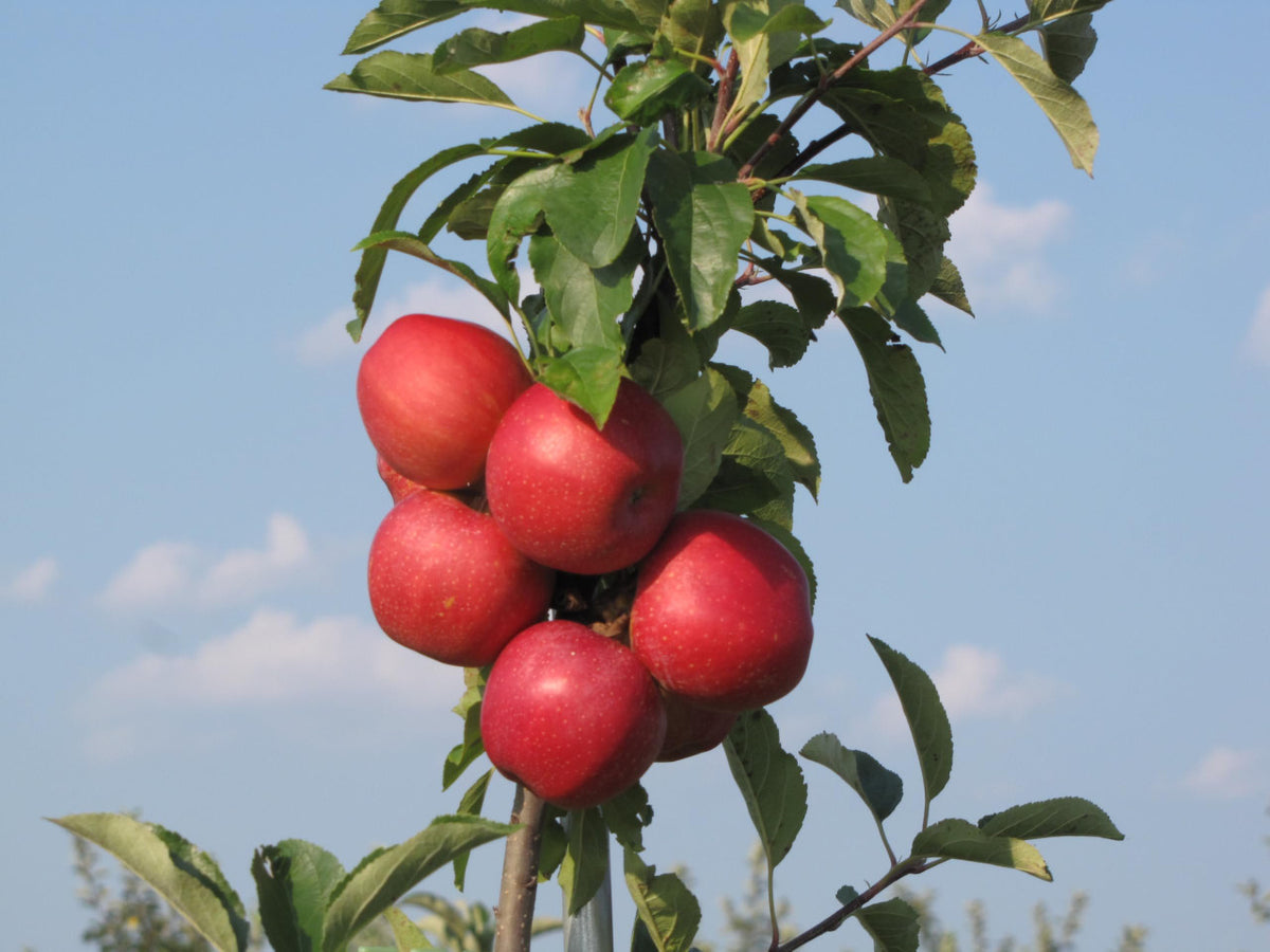 Nittany Apples