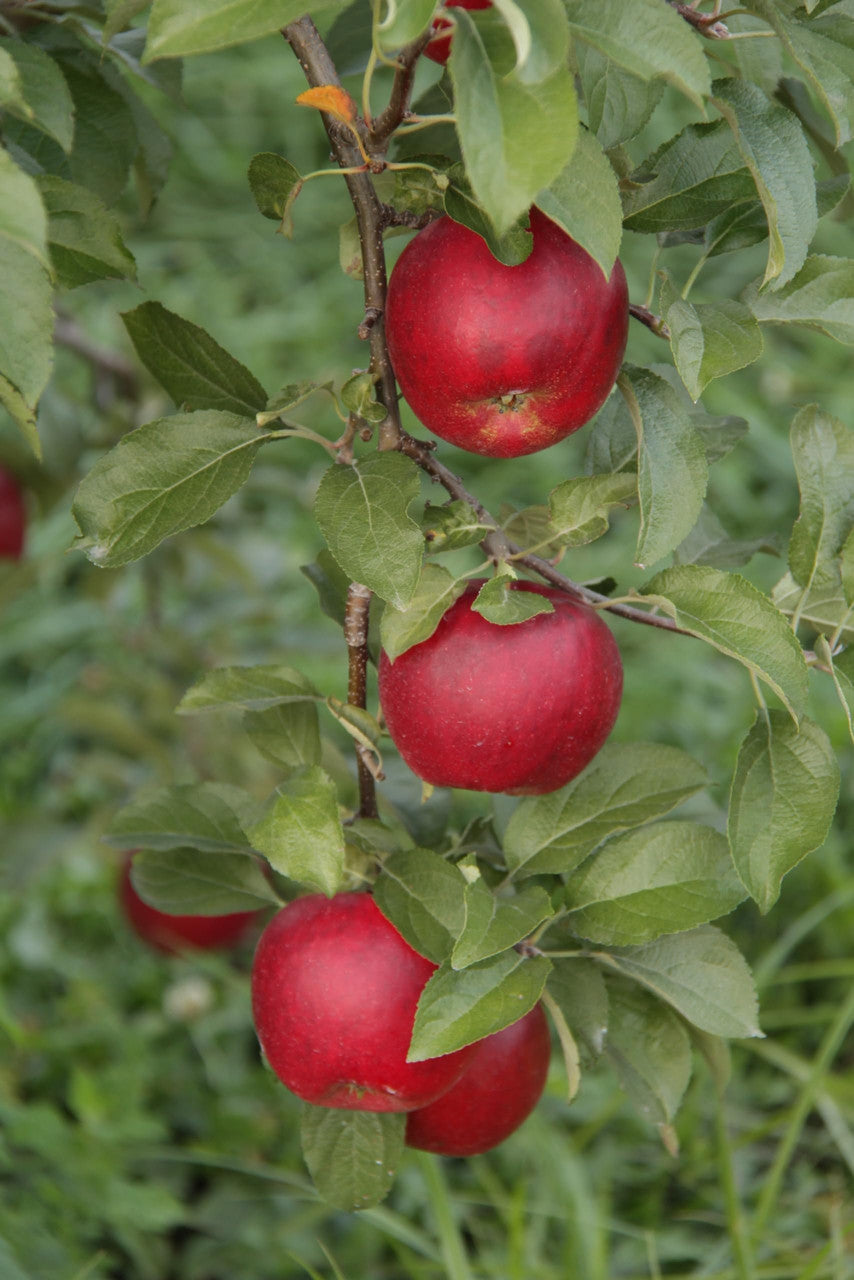 Fresh Jonathan Apples, Medium Size