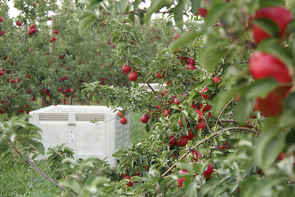 Crimson Crisp Apples
