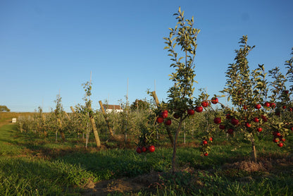 Macintosh Apples