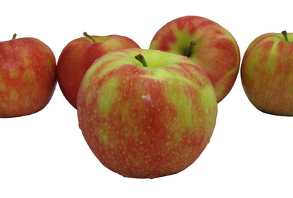Jonagold Apples